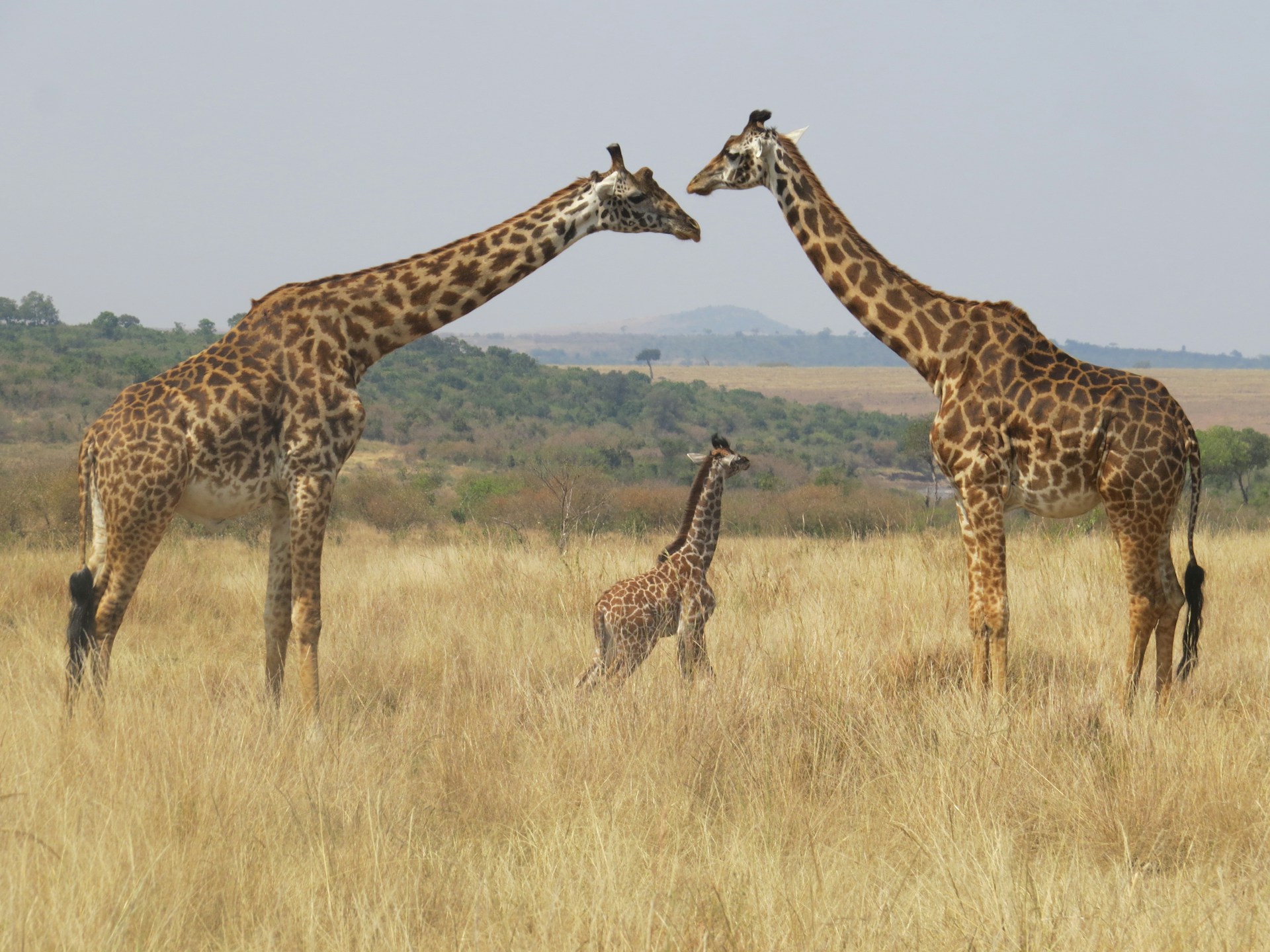 Family of Maasai Giraffe in Maasai Mara, Picture by: Melissa van Niekerk