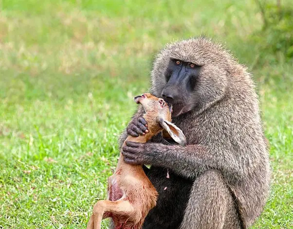 What Baboon Eats: The Key to Their Role as Pests and Predators