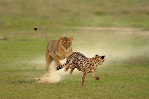 Comparing the Speed of Lions and Cheetahs, Who is the Fastest Predators
