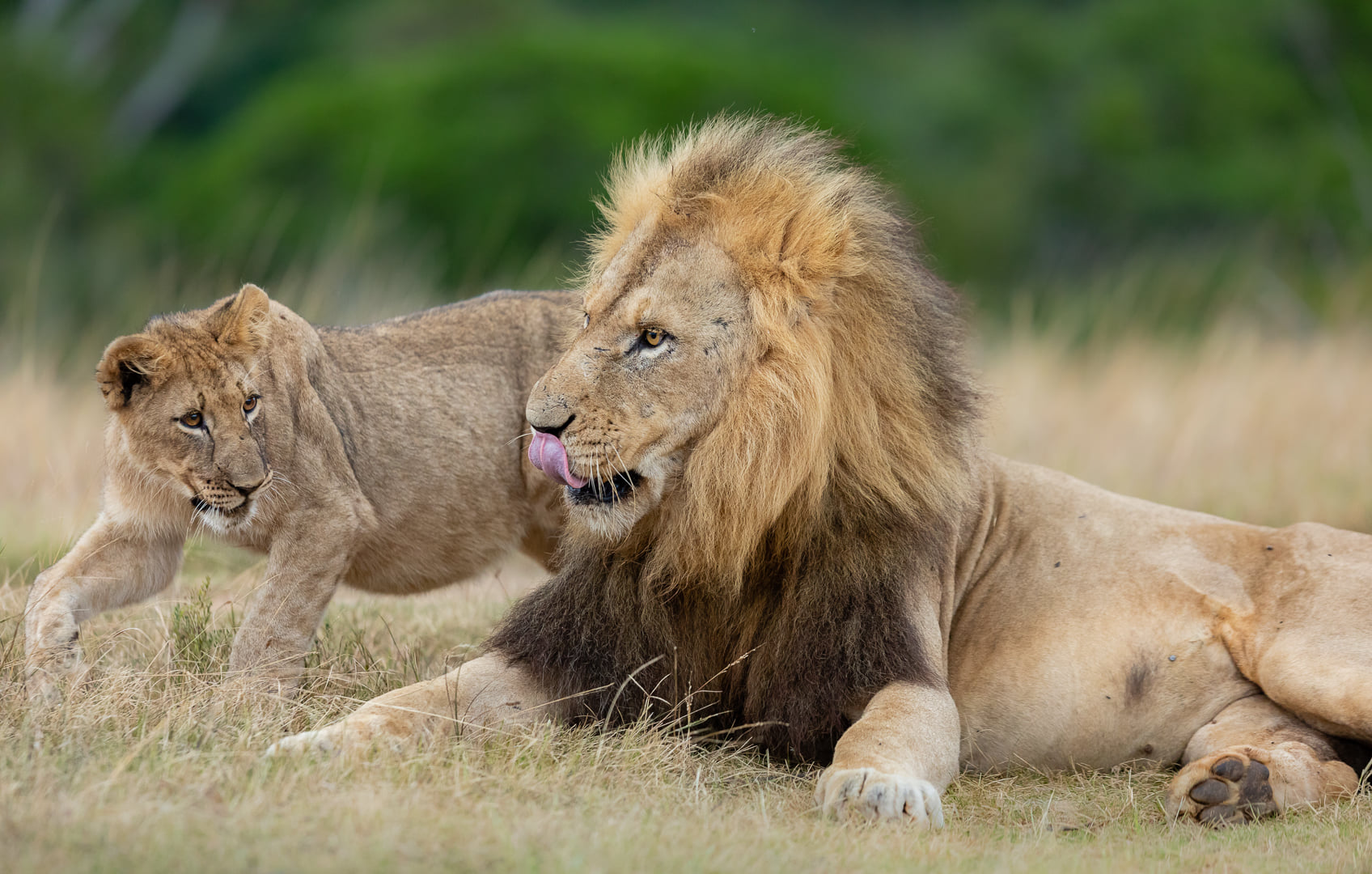 Do you wonder Why Male Lions Sometimes Kill Cubs