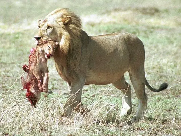 A male lion carrying a body of the cub