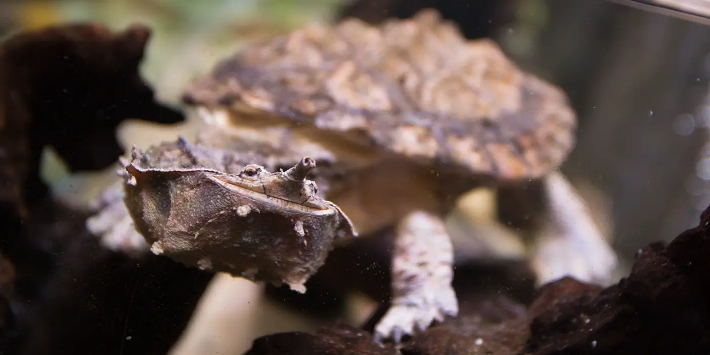 Matamata Turtle (Chelus fimbriata)