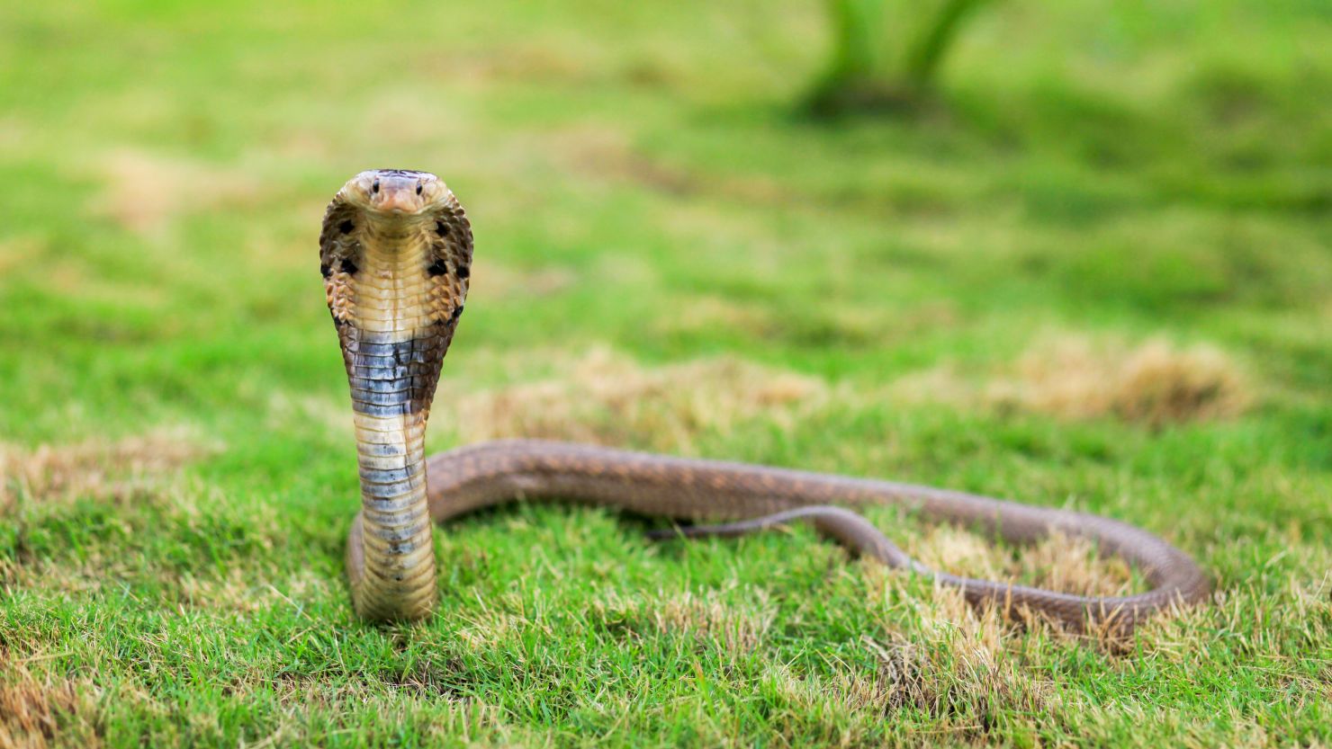 8. King Cobra