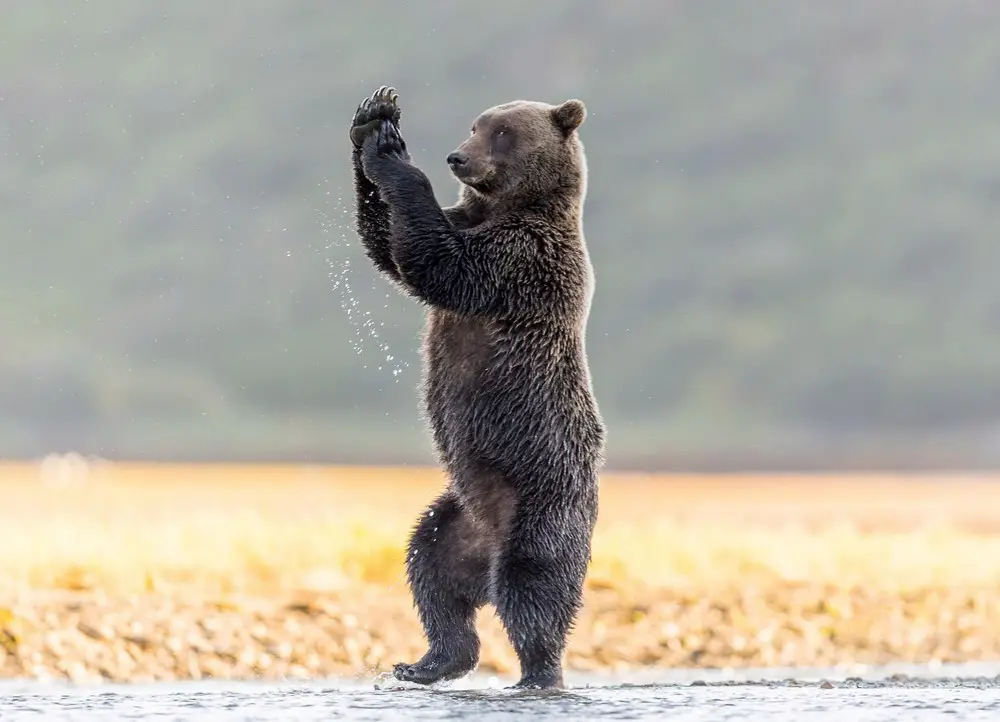 Lion vs Bear, Bear is the winner