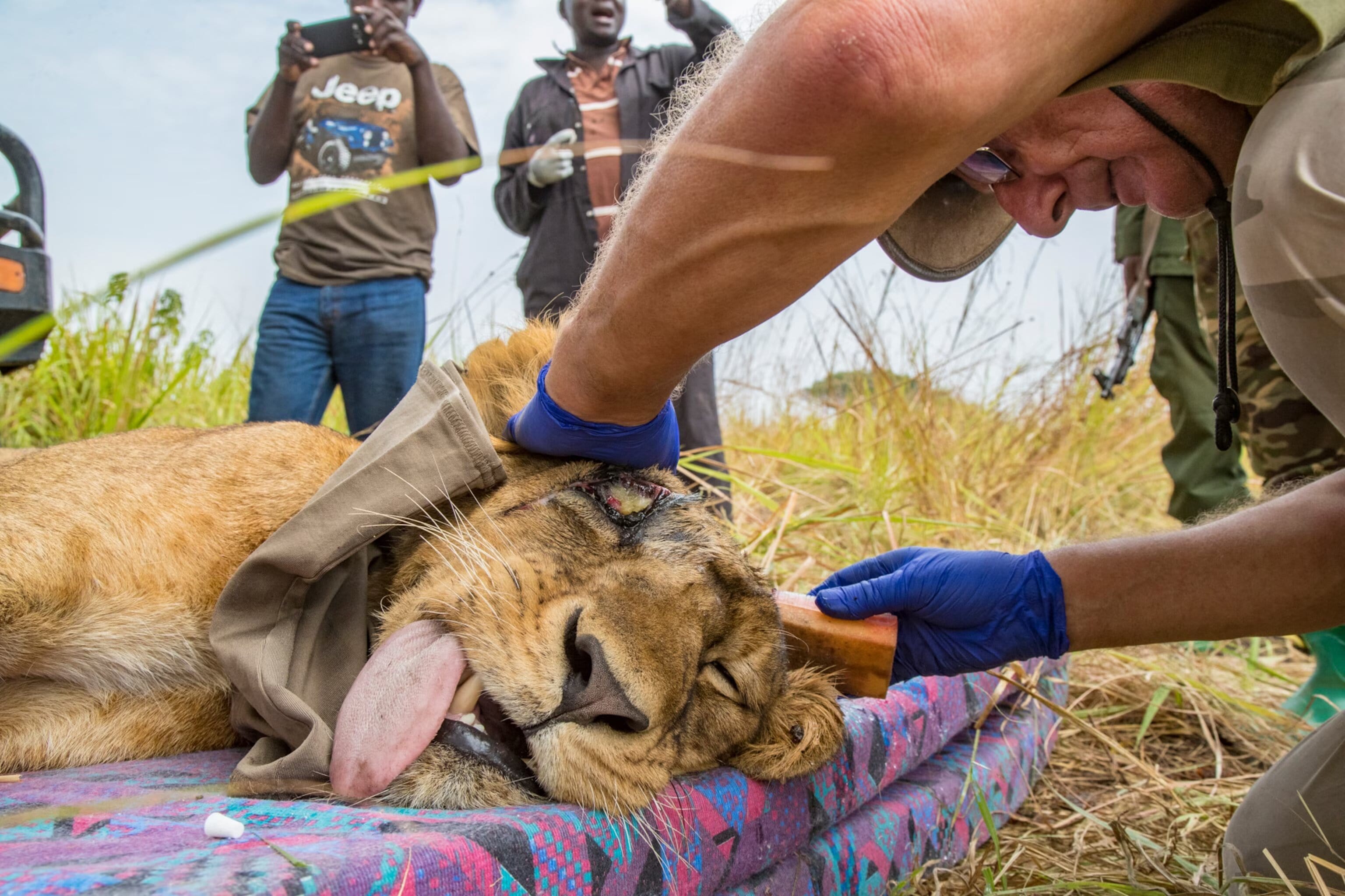 Rescue Mission to Saving Naturinda Lion from Poacher’s Grip