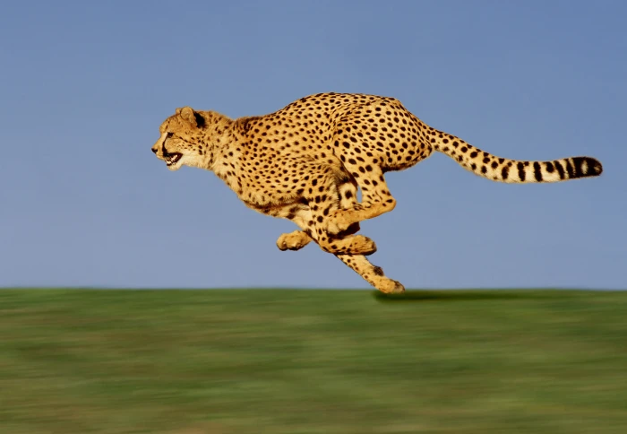 Top 20 Fastest Land Animals in the World