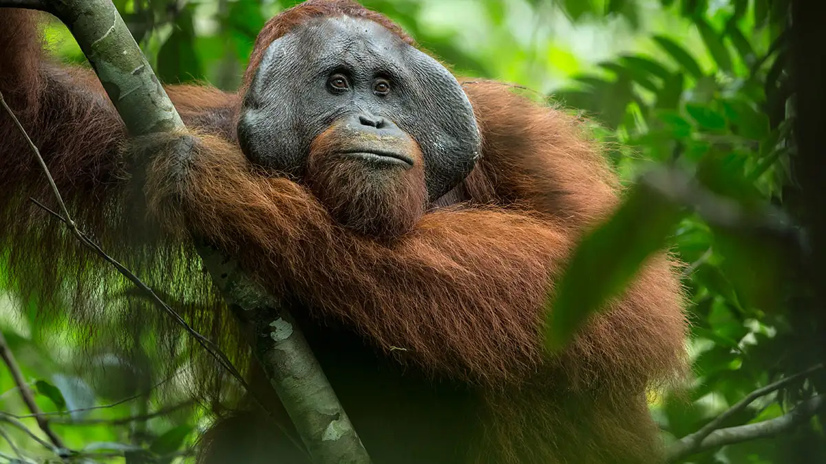 Orangutan mothers are the most caring in the animal kingdom