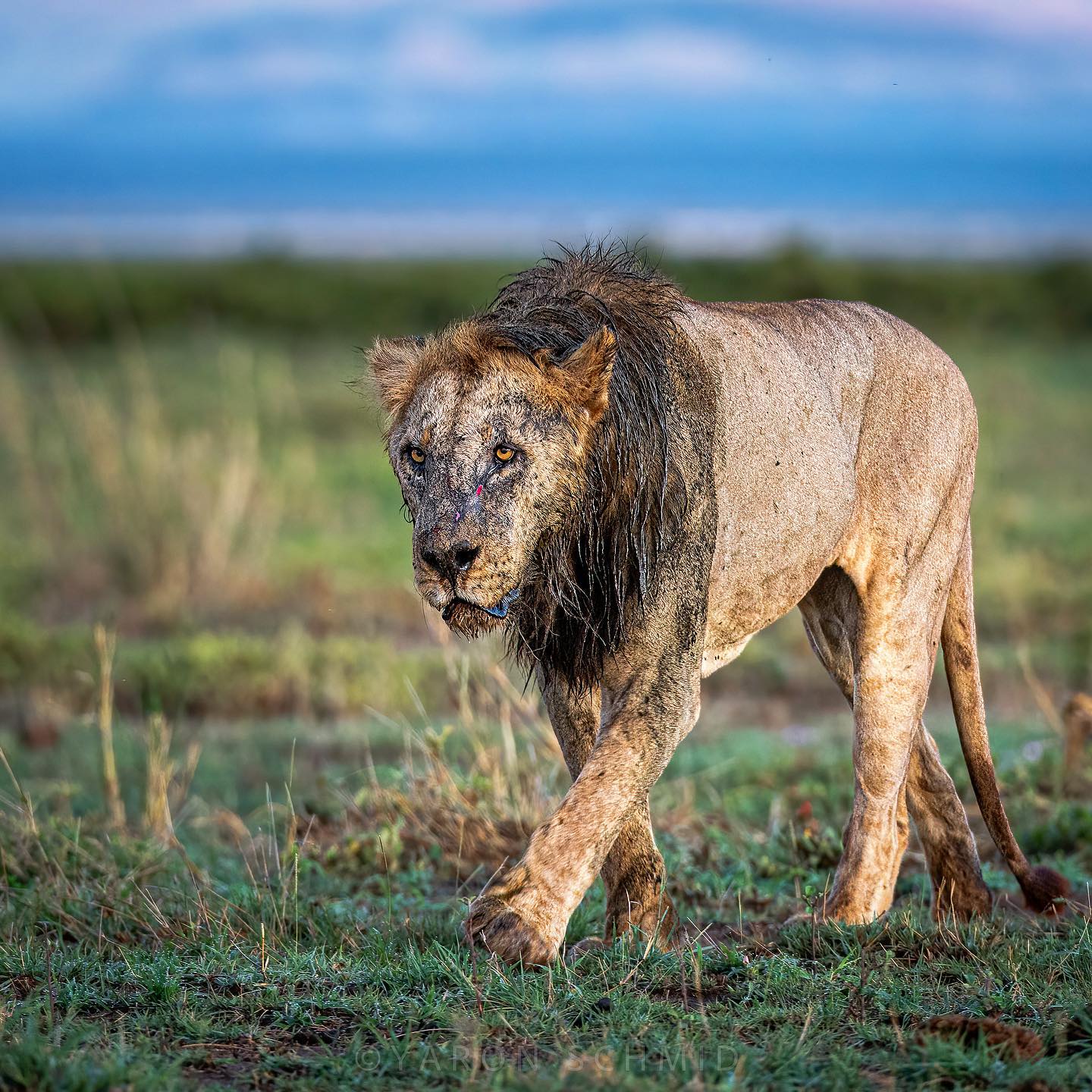 Farewell to Loonkito: Kenya Mourns the Loss of its Oldest Lion