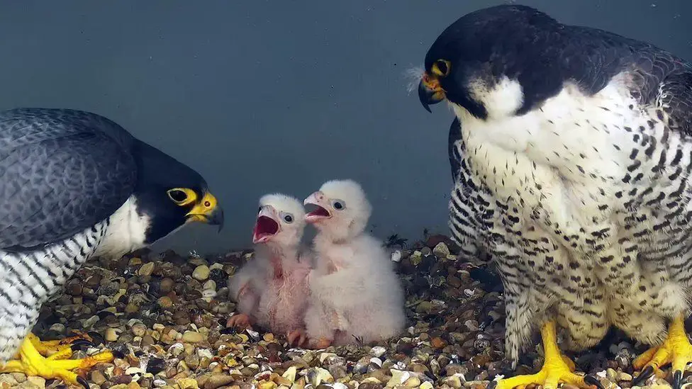 Cromer peregrine falcons and chicks in family photo