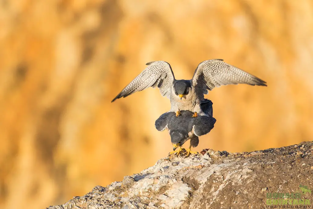 Peregrine Falcon, Falco peregrinus, Mating behavior.