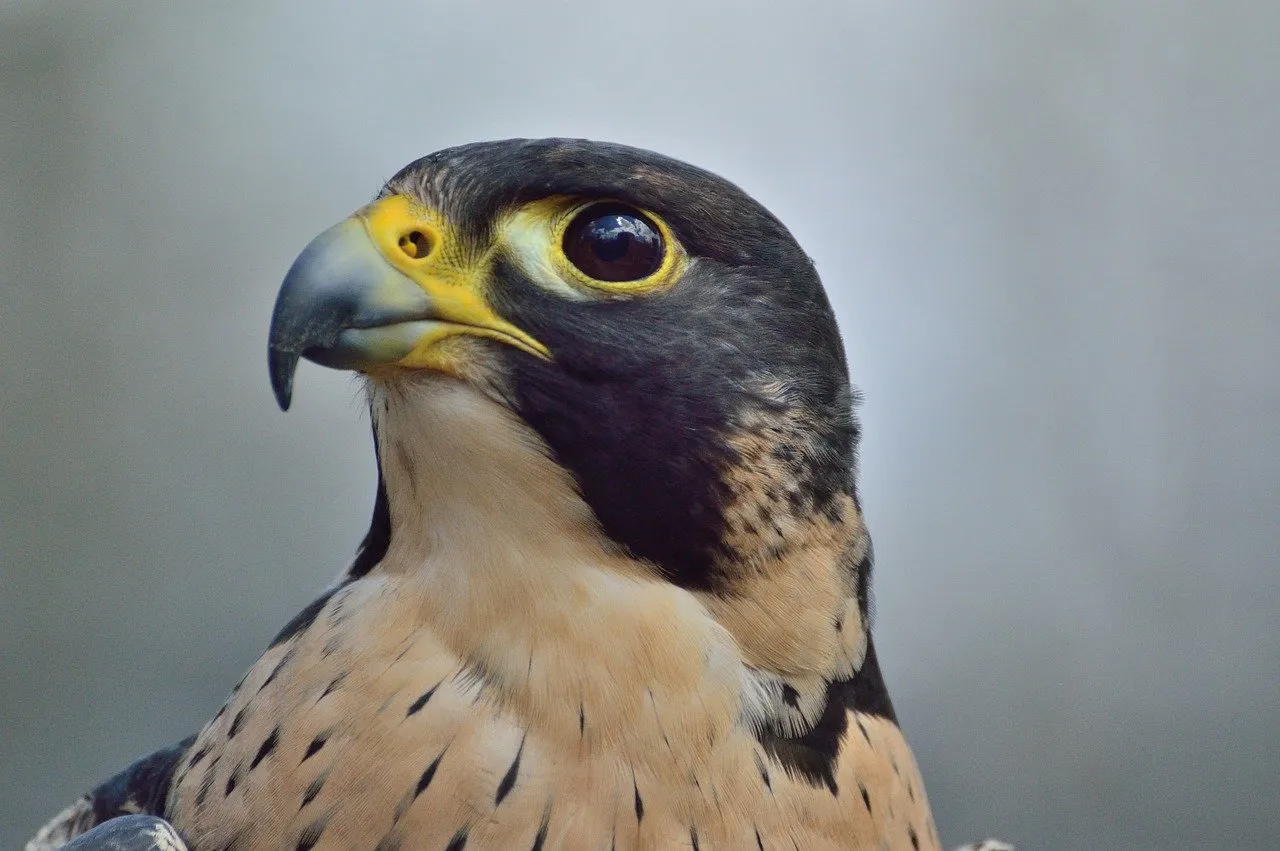 A close-up of a peregrine falcon's eye.