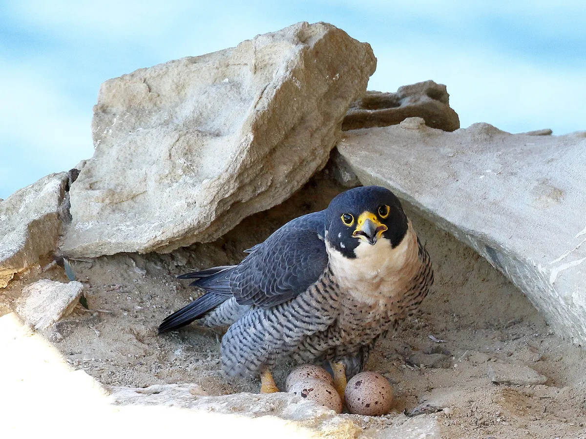 A peregrine falcon pair at their nesting site