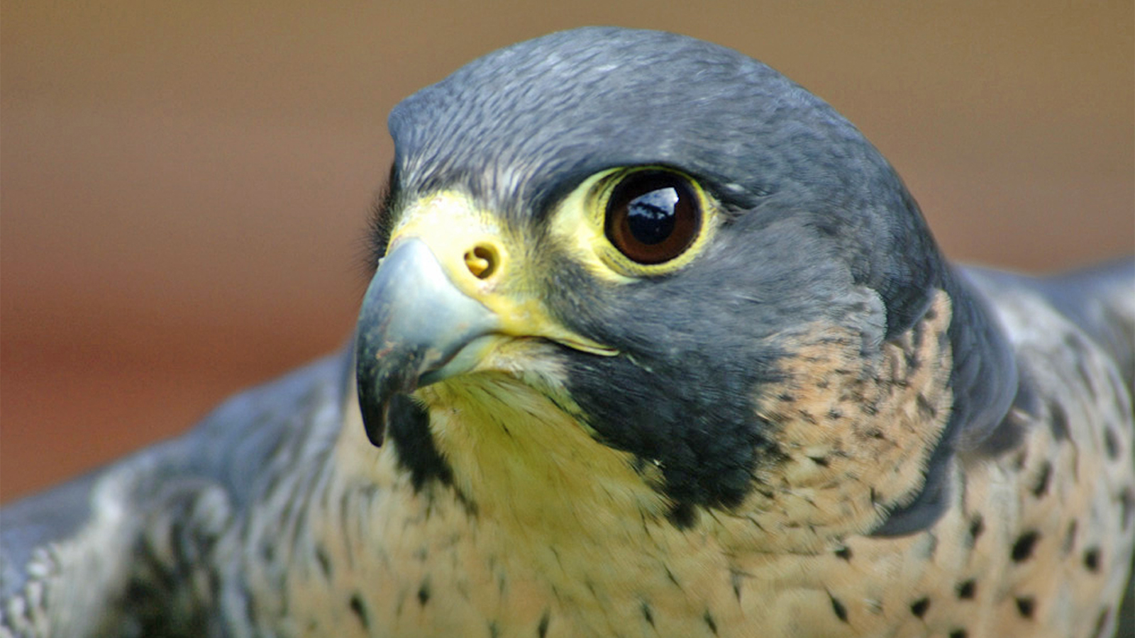 Peregrine falcon is the world’s fastest bird: Diet, Speed, and Lifespan reveled