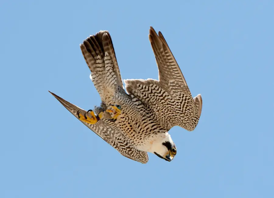 Peregrine falcons the super faster predator on earth
