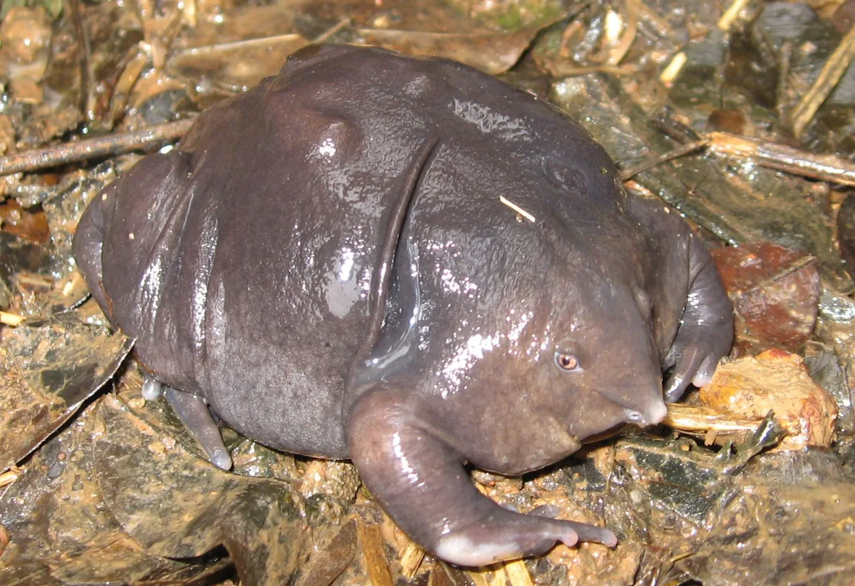 The 20 Ugliest Animals on Earth