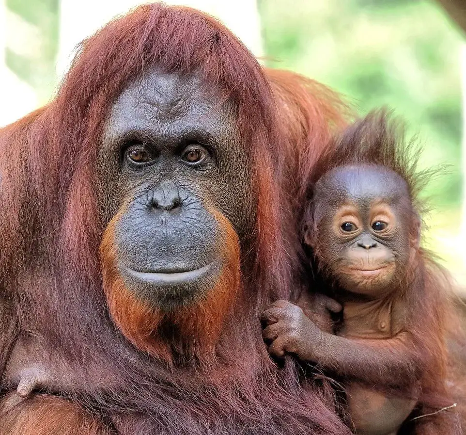 Orangutan mothers are the most caring in the animal kingdom