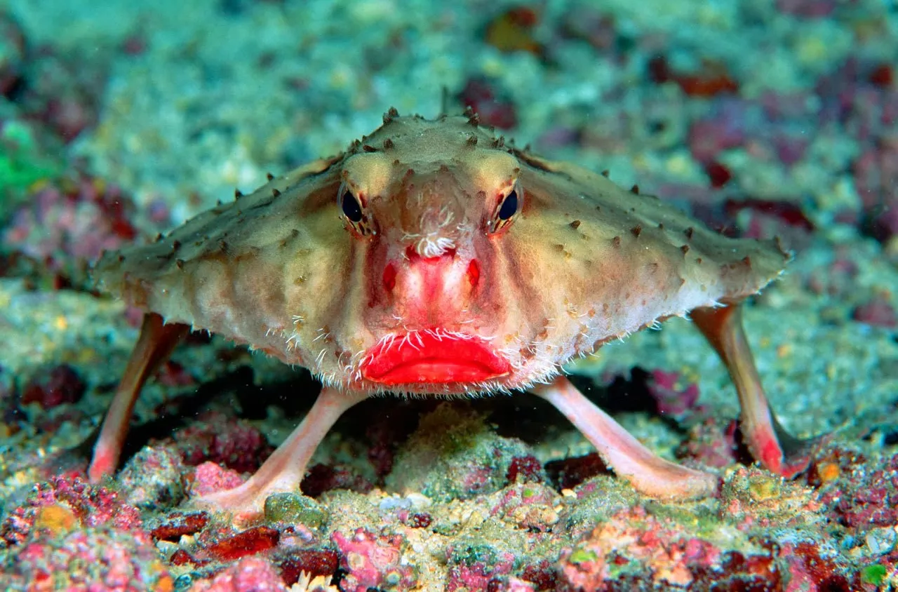 15. Red-Lipped Batfish (Ogcocephalus darwini)