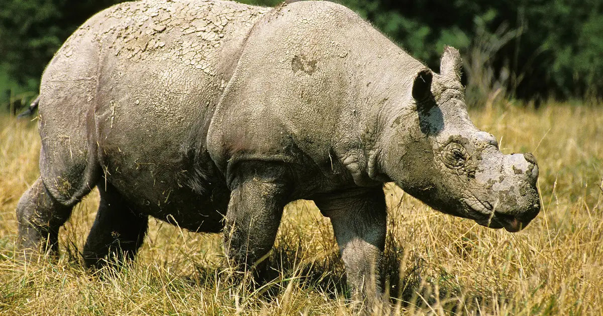 Sumatran Rhinoceros (Dicerorhinus sumatrensis) Photo by: Gerard Lacz