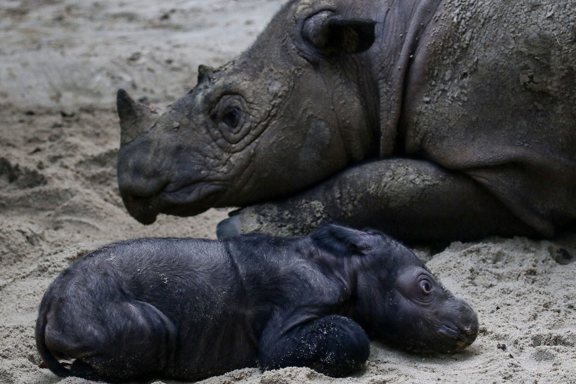 A Sumatran rhino calf born in the Way Kambas National Park, in Sumatra, Indonesia on March 28. Biro Humas KLHK/Indonesia Ministry of Environment and Forestry