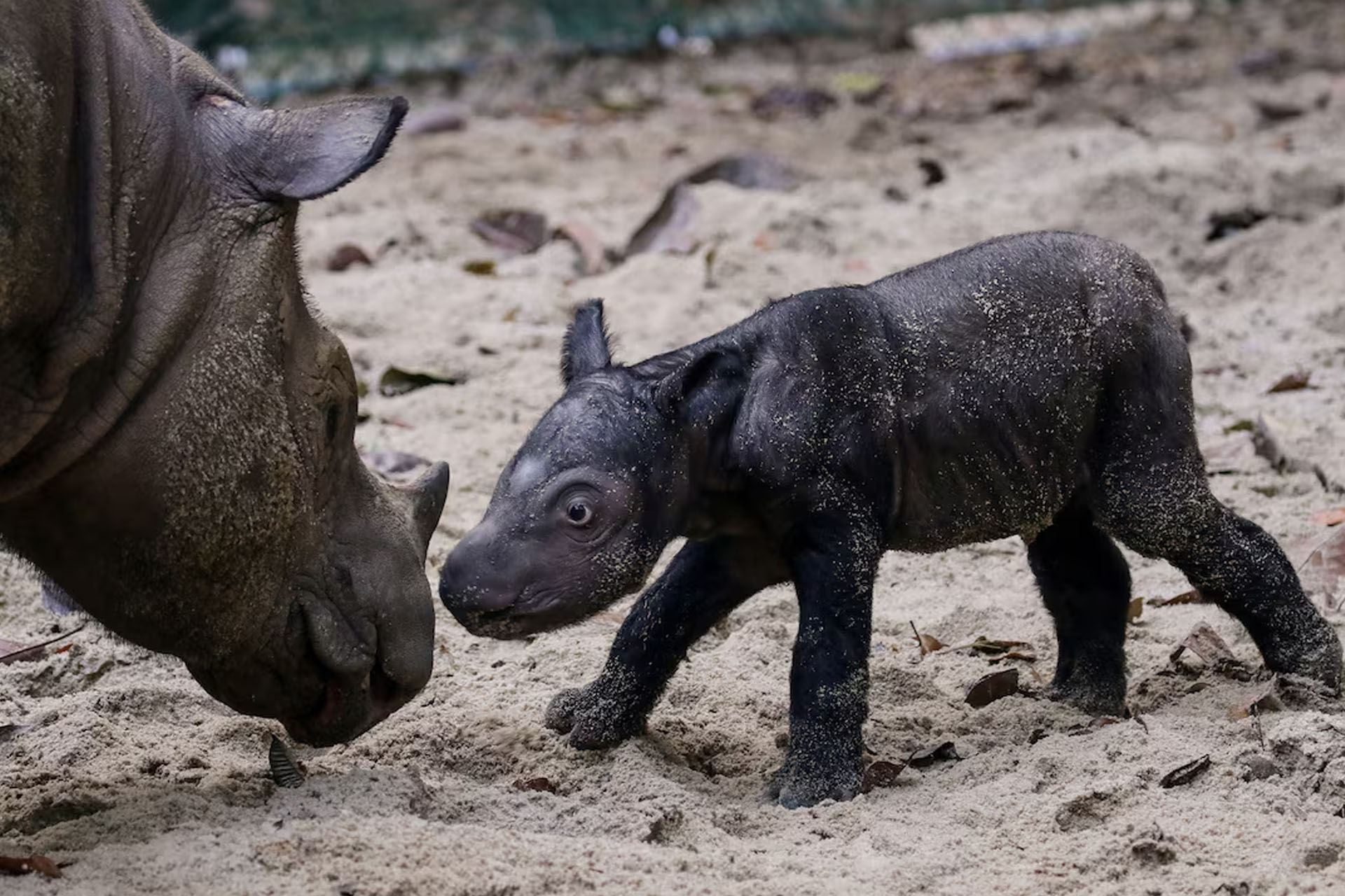 Endangered Species: Rare Sumatran Rhino Calf Born in Indonesia