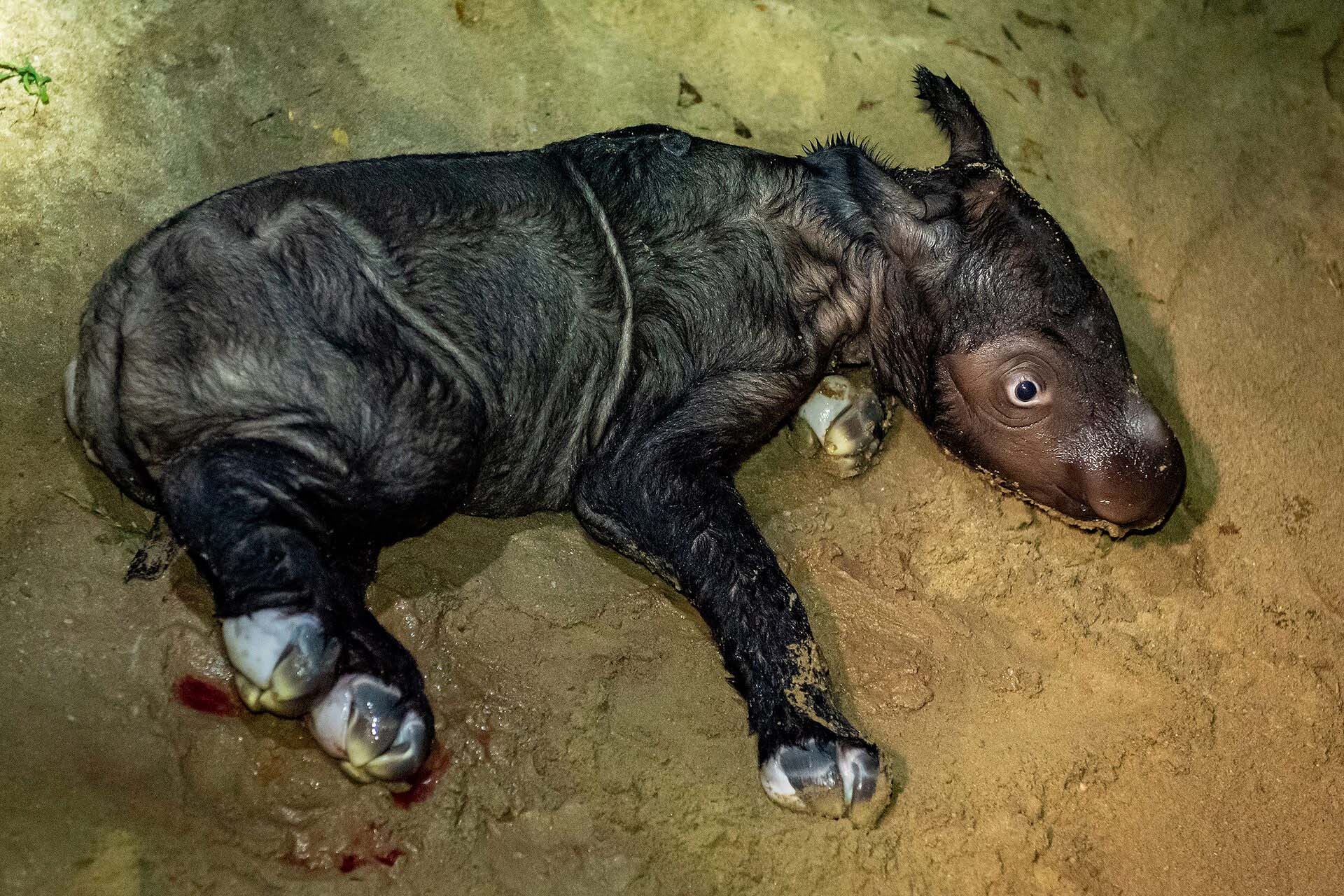 Delilah gave birth to a 25-kilogram male calf at a sanctuary for Sumatran rhinos in Way Kambas National Park
