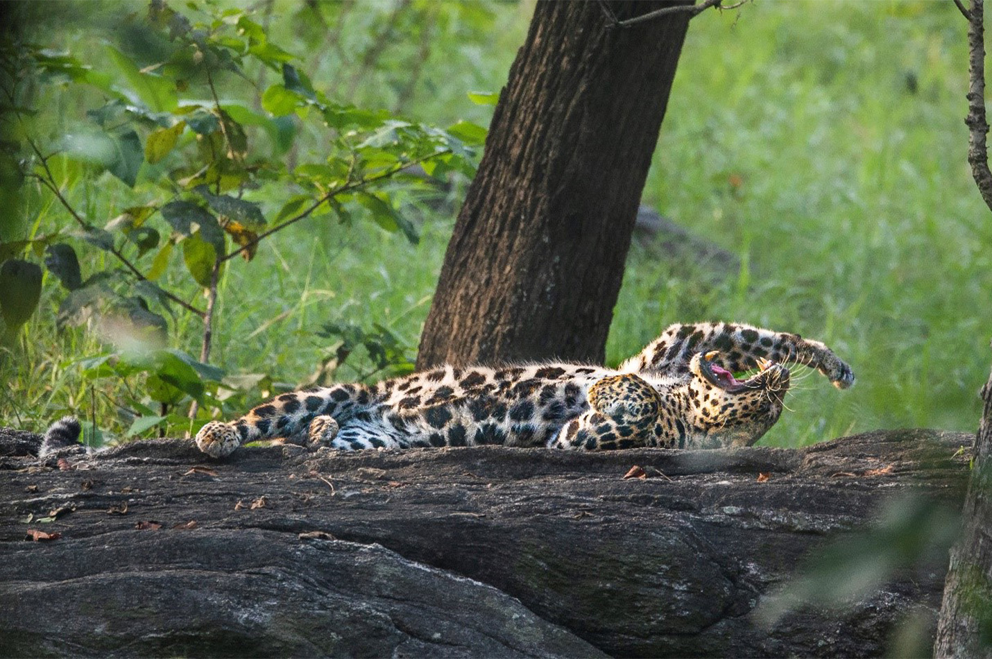 Satpura National Park