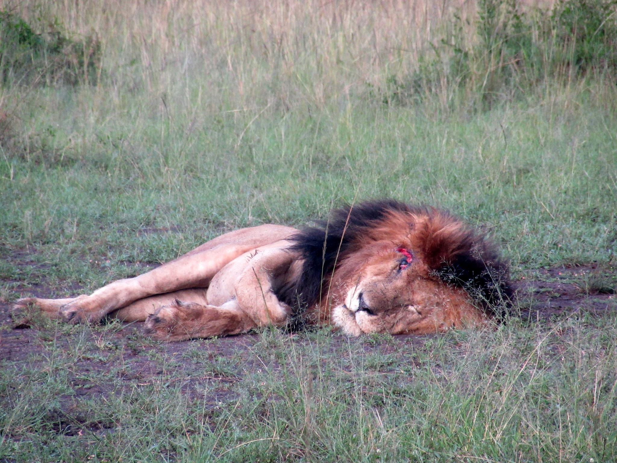 Scarface Lion Last Photos | Photo credit: Mara Triangle