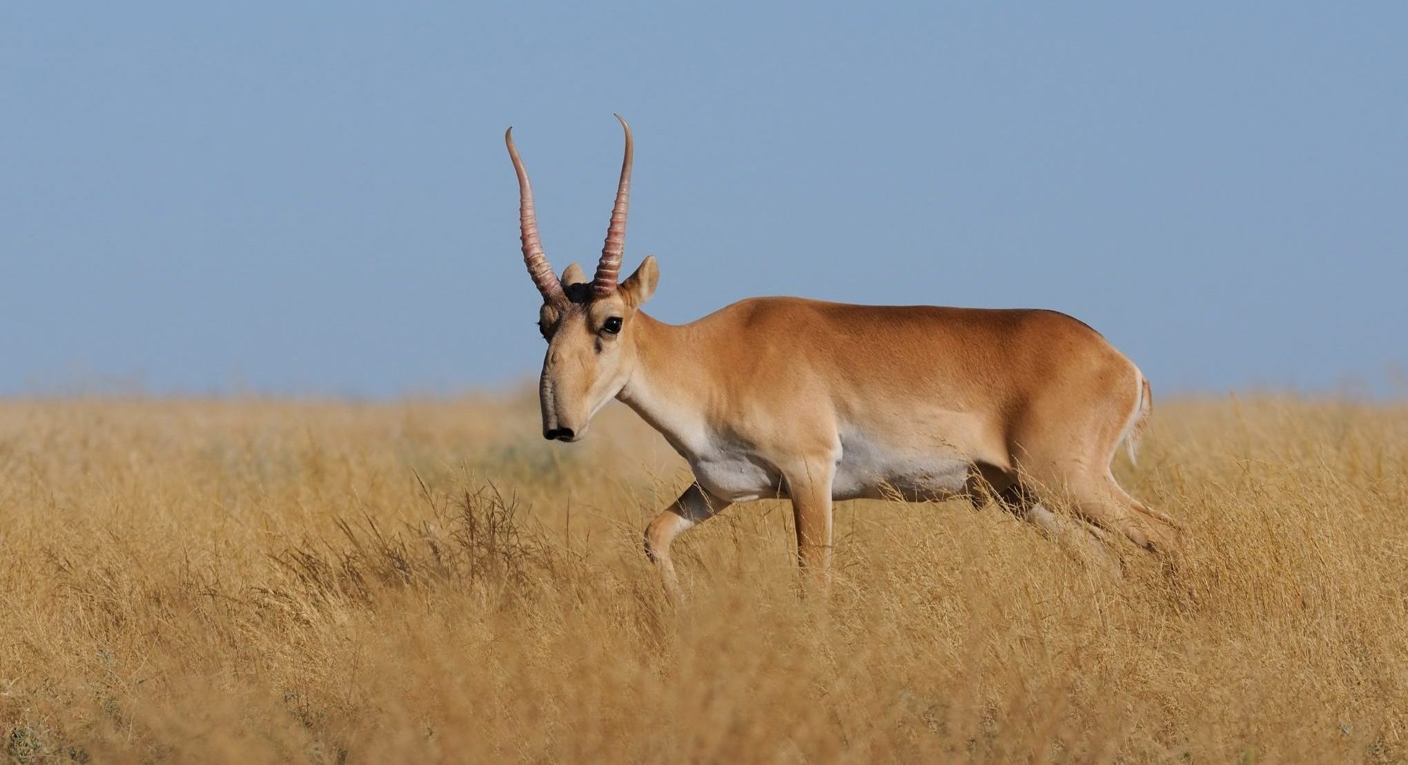 11. Saiga Antelope (Saiga tatarica)