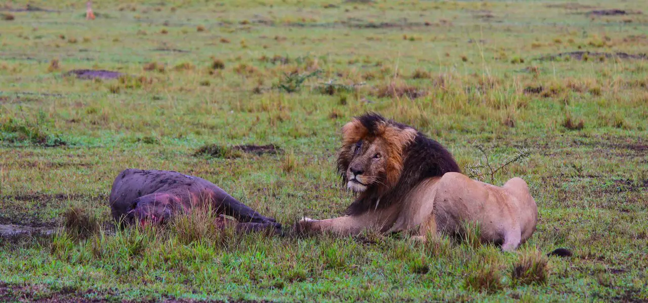 Scarface lion eating his own kill. Photo by Philipp Knirck