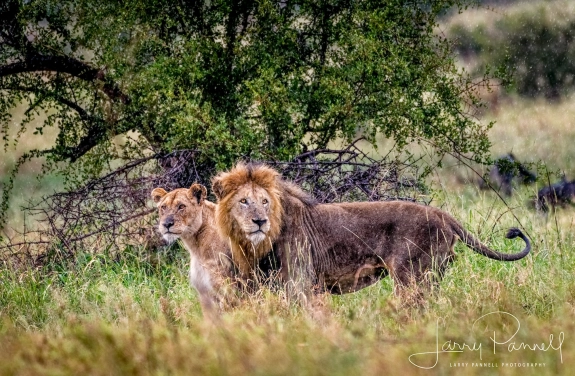 Male and Female lion at Kruger National Park, Photo by Larry Pannell