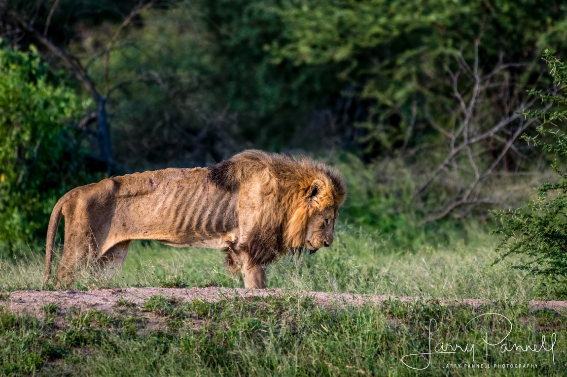 Witnessing the End: The Last Days of Skybed Scar Lion