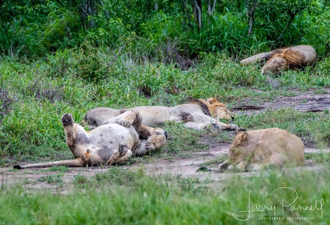 Sleeping lion family at Kruger National Park, Photo by Larry Pannell