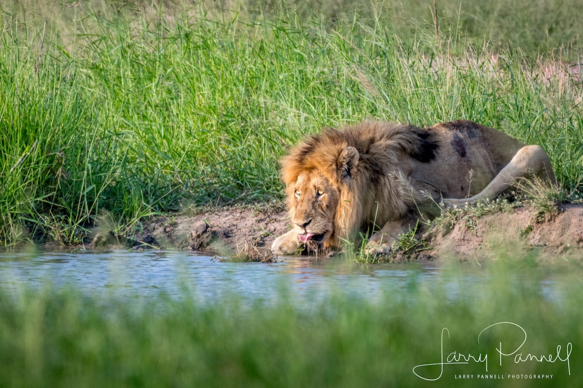 Skybed Scar Drinking water, Photo by Larry Pannell