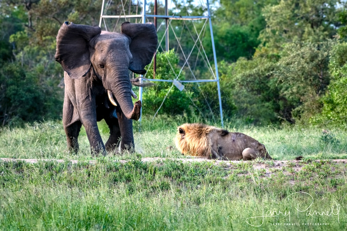 Elephant chasing Skybed Scar, Photo by Larry Pannell