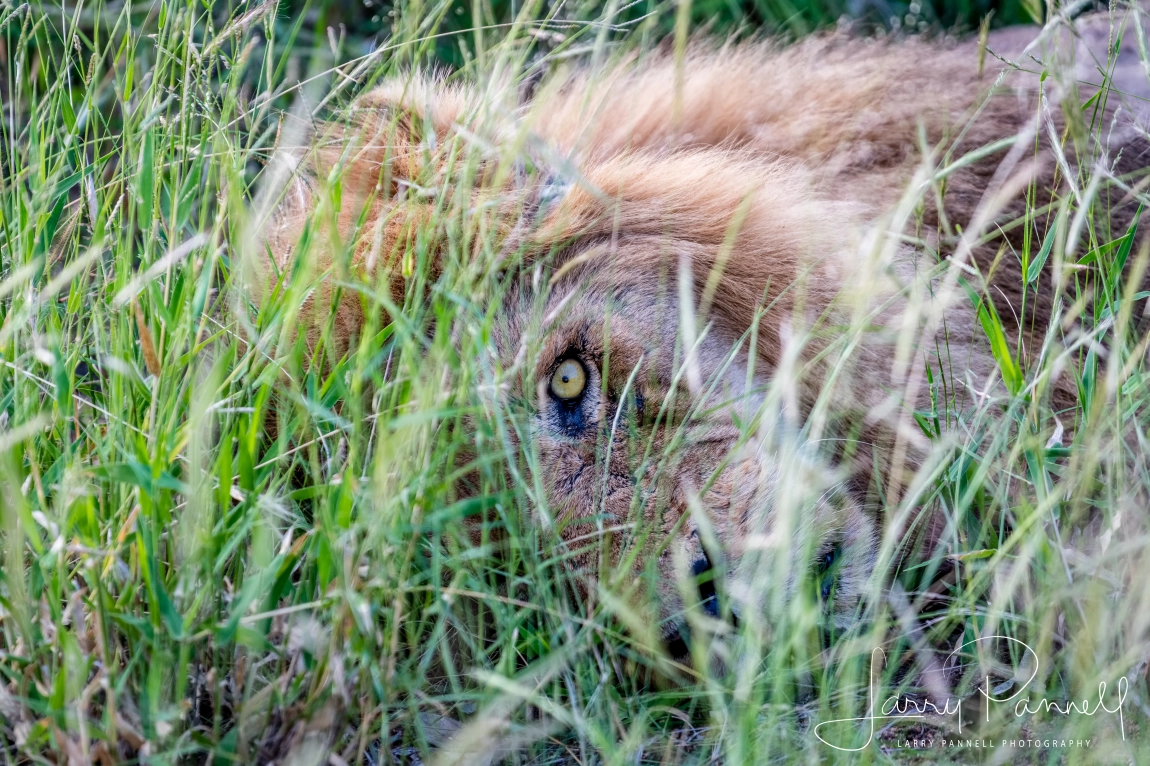 Skybed Scar lying in the grass, exhausted, Photo by Larry Pannell