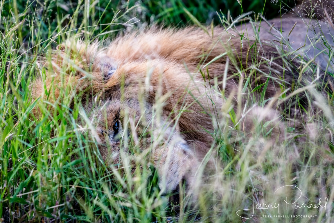 Finally Skybed Scar died photo by Larry Pannell