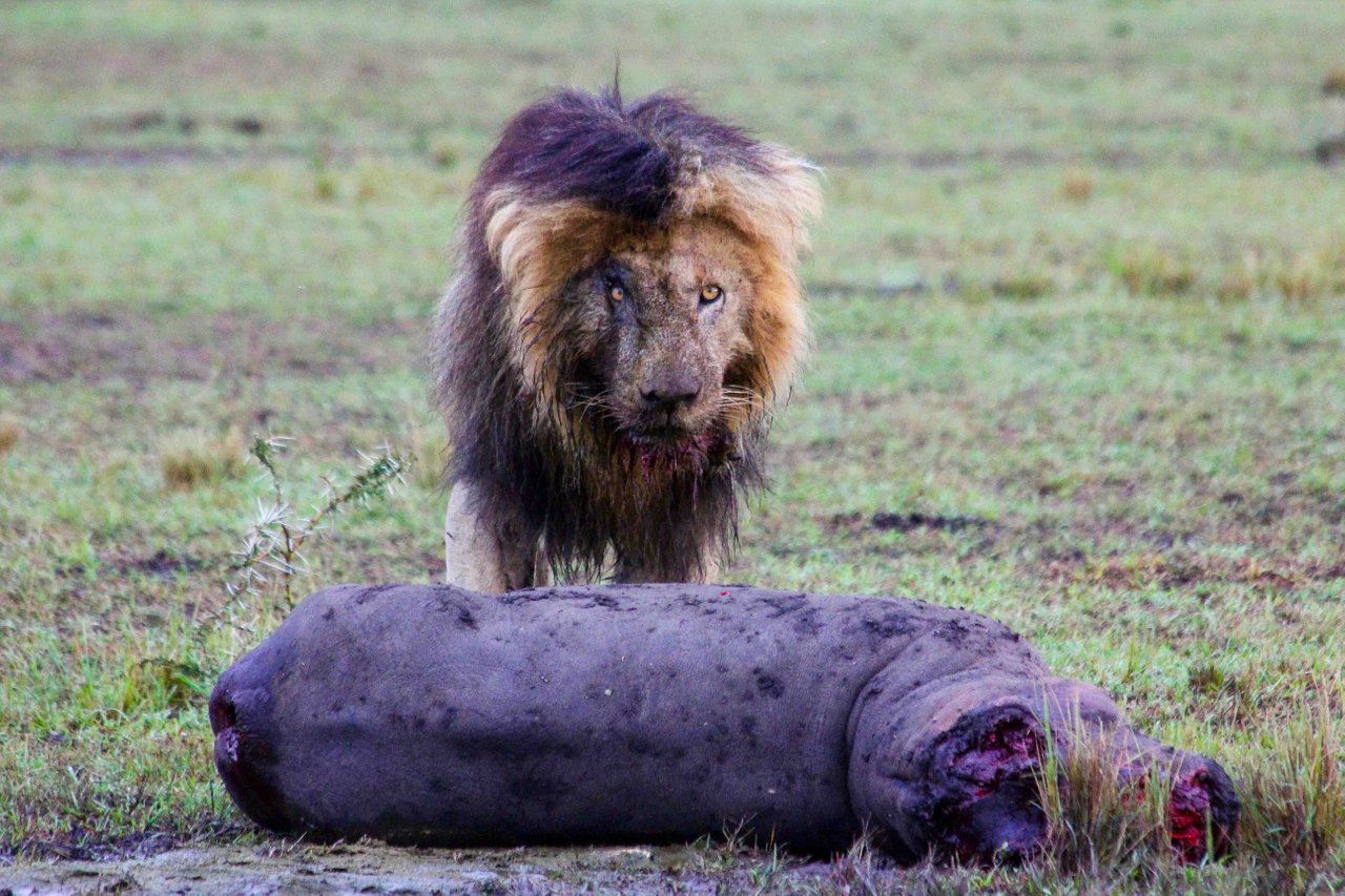Scarface Lion Killed a Hippo | Photo by Tangulia Mara Camp