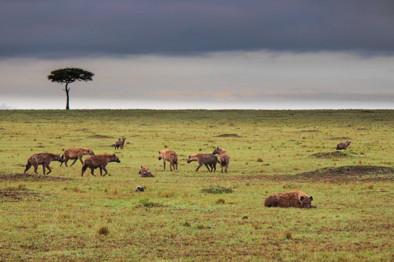 Scarface Lion Killed a Hyenas| Photo by Tangulia Mara Camp