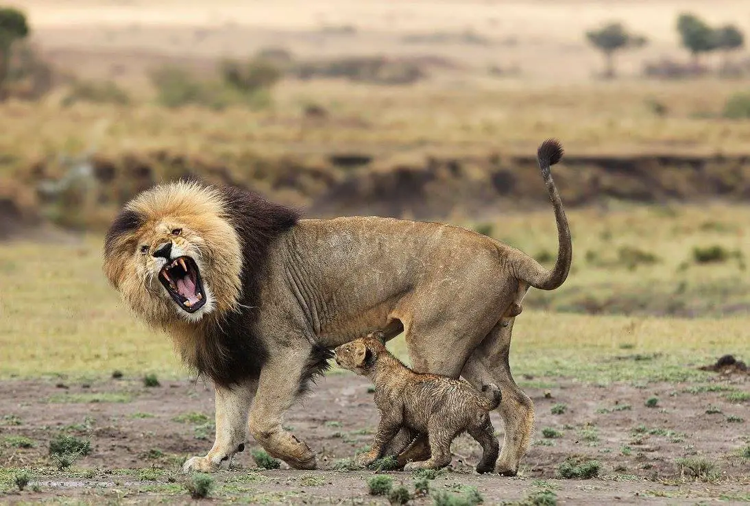 Scarface Lion with his son | Credits : Alan Murray