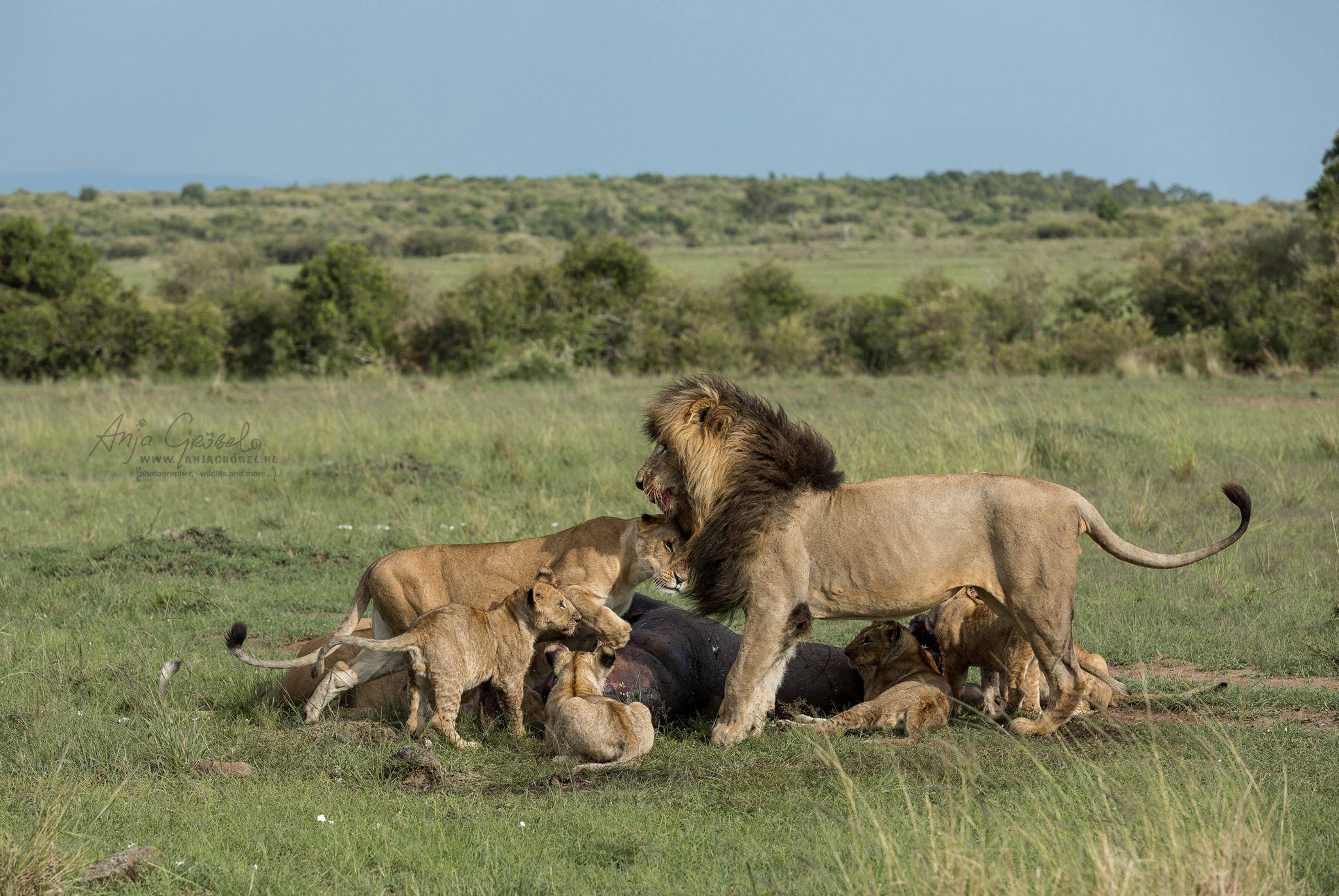 Scarface lion and his family feeding | Photo credit: Anja Gröbel Photography