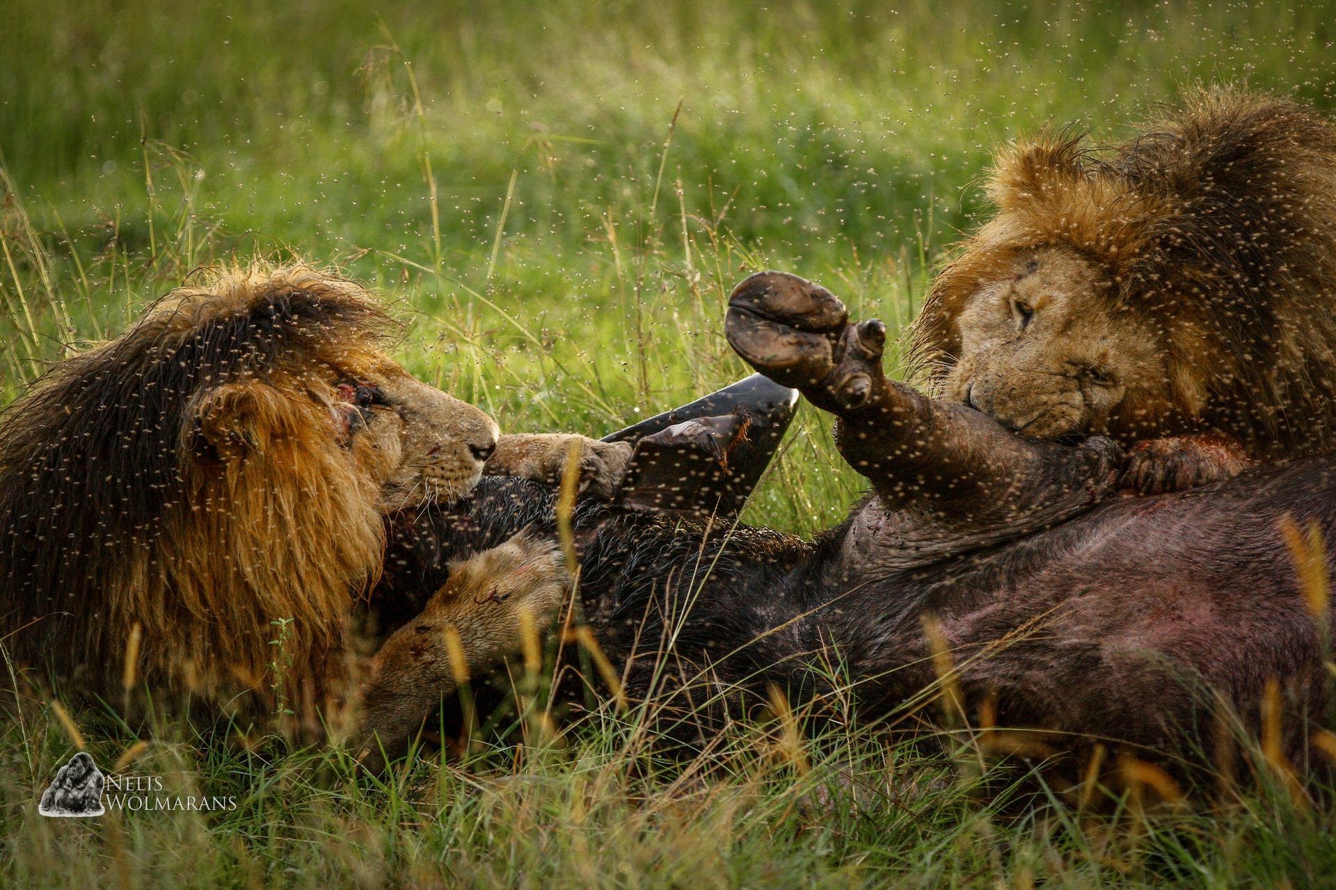 Scarface Lion Enjoying the Kill of his Brother | Photo by Nelis Wolmarans