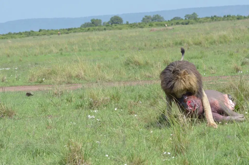 Scarface Lion Killed a Hippo | Photo by Tangulia Mara Camp