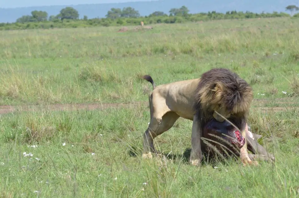 Scarface Lion Killed a Hippo | Photo by Tangulia Mara Camp