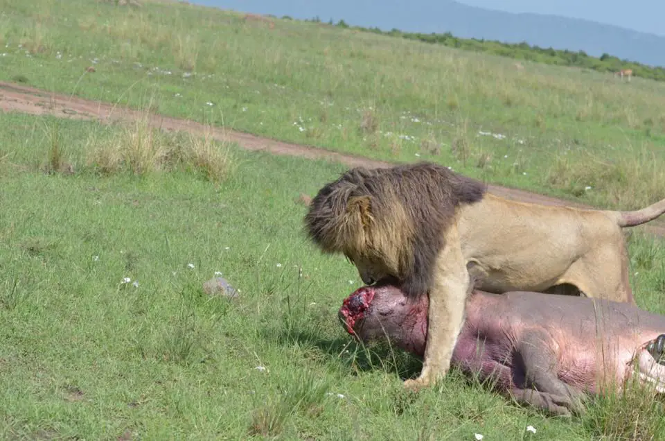 Scarface Lion Killed a Hippo | Photo by Tangulia Mara Camp