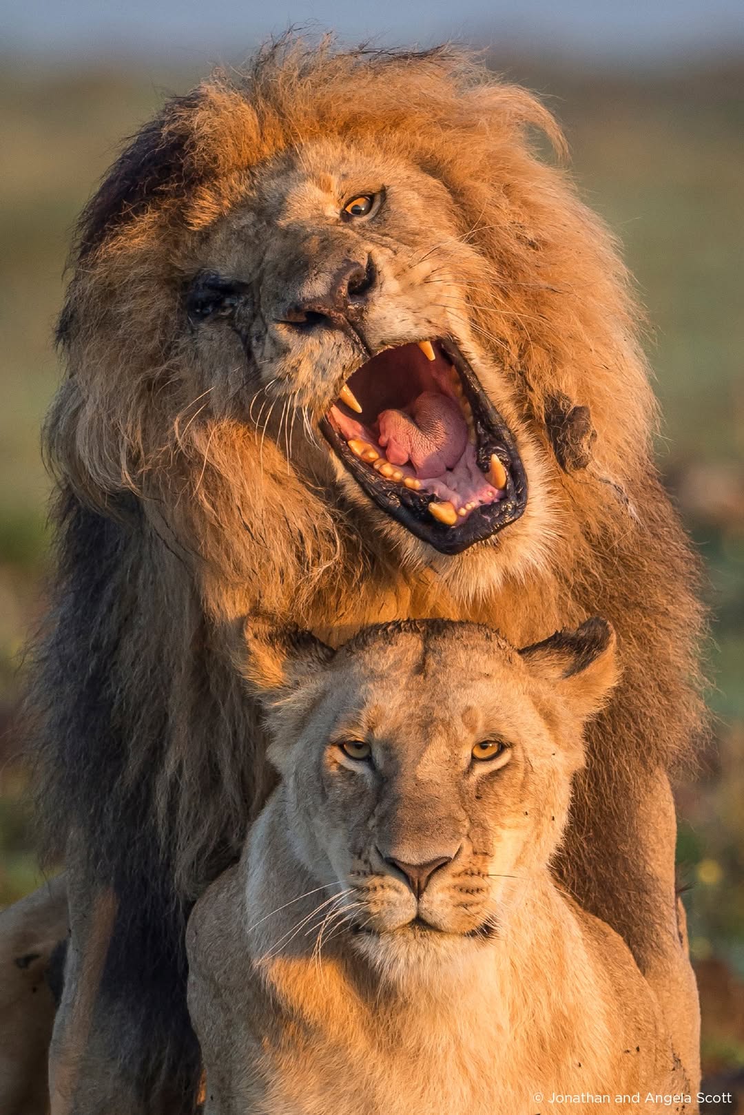 Scarface Lion mating with a young female lion | Photo by Jonathan and Angela Scott