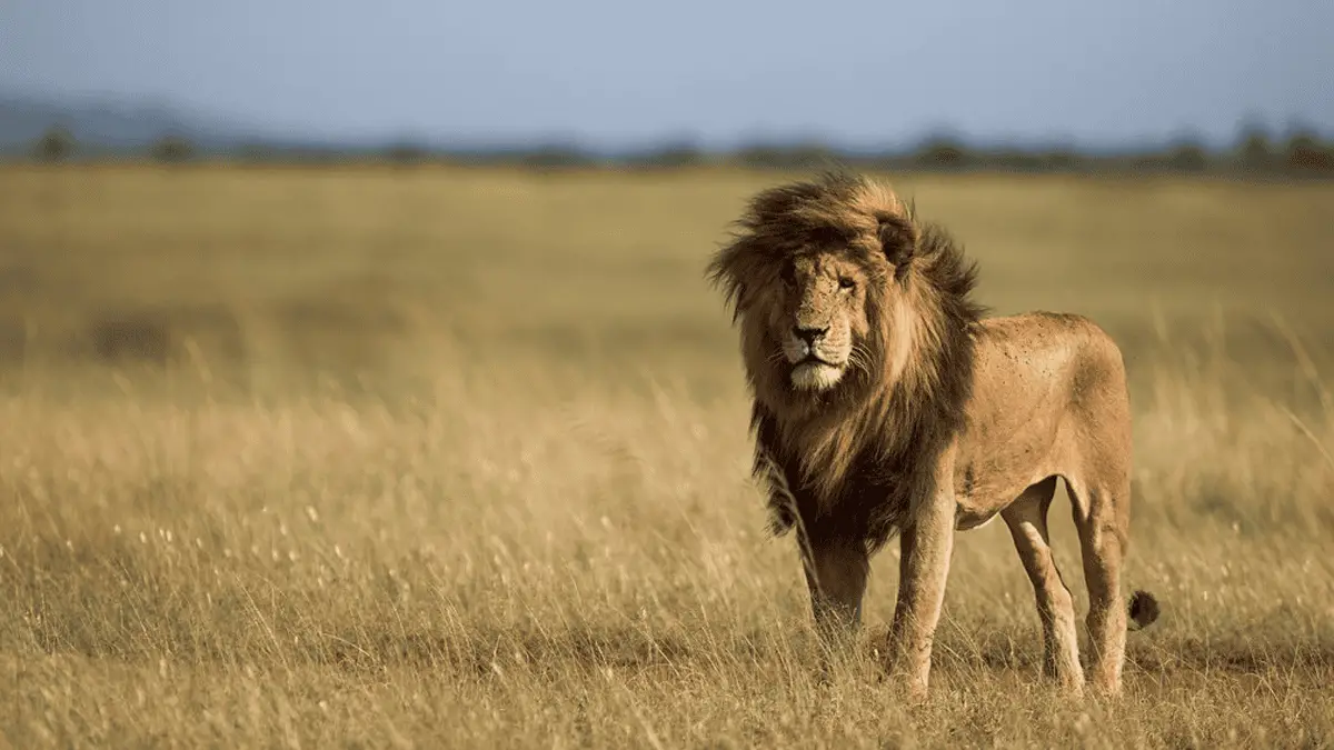 A Rare Encounter with Scarface Lion, Africa’s Most Iconic Lion