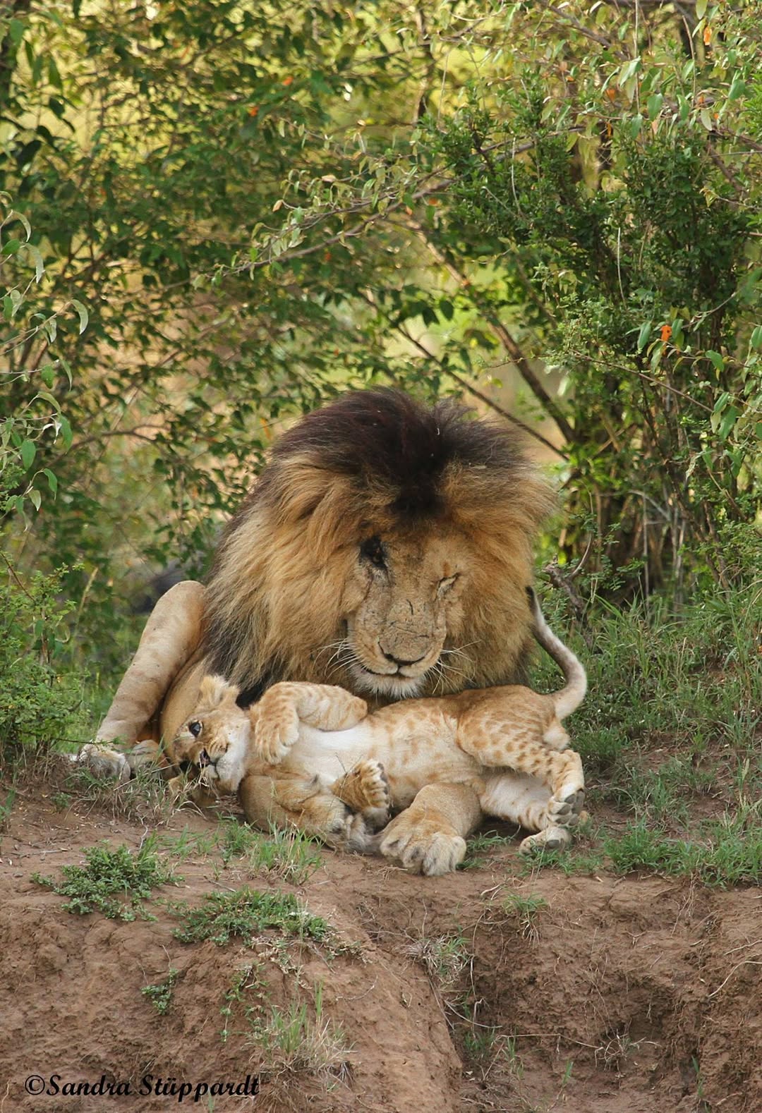 Scarface love to play with His cubs | Photo by Sundra