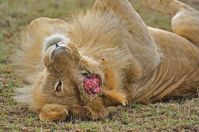 Scarface Lion wound on his eye | Photo by Aditya Singh