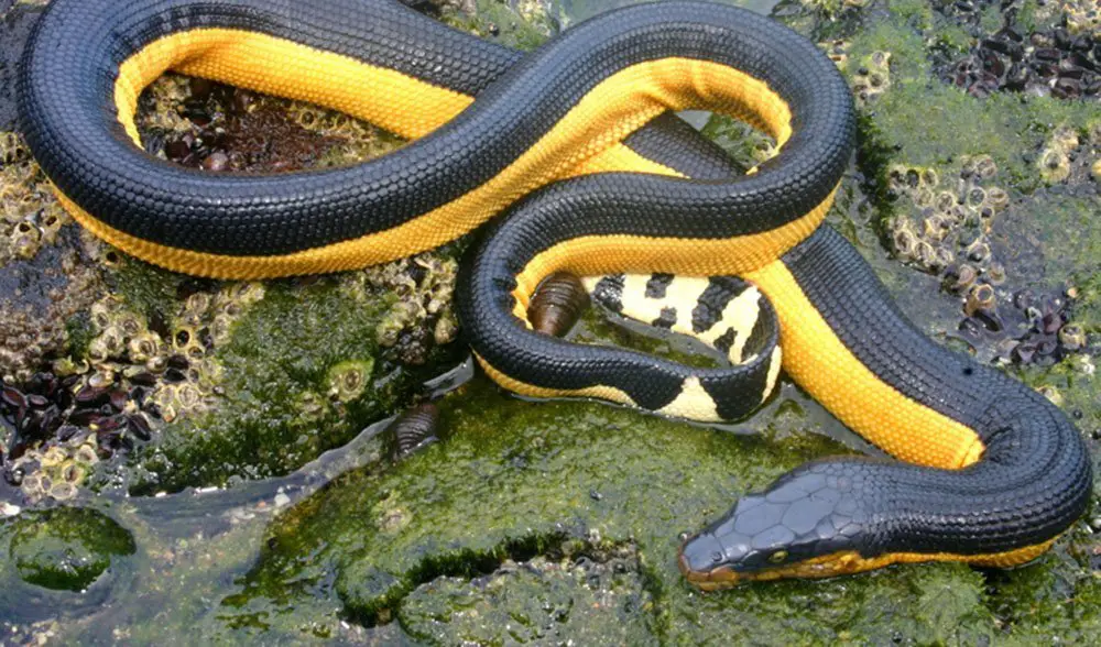 7. Yellow-Bellied Sea Snake