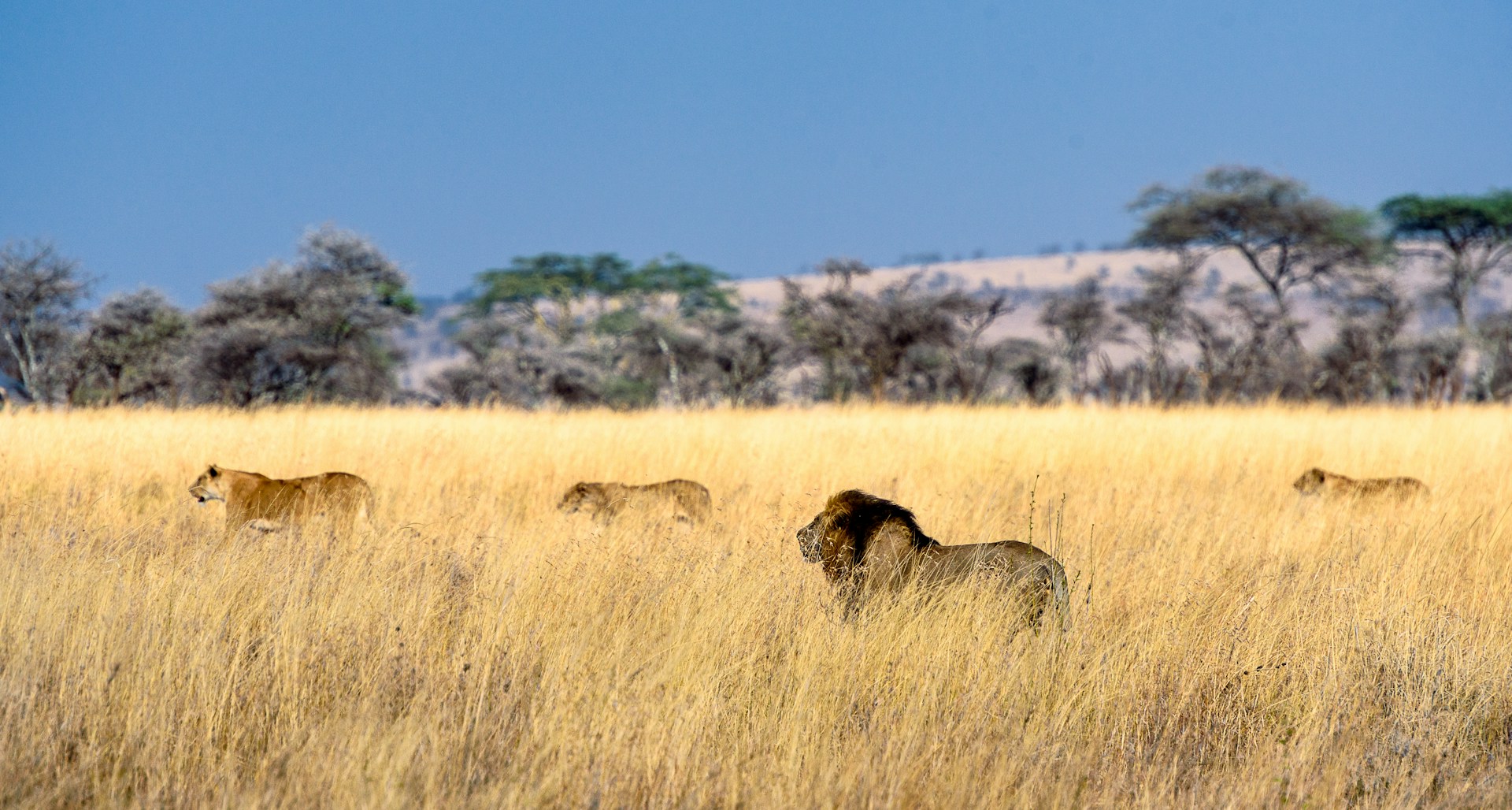 Serengeti National Park, Tanzania. Image by: Hu Chen